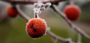 Frostbeeren