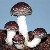 PilzShiitake